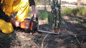 Best Tree Preservation Services  in Park View, IA