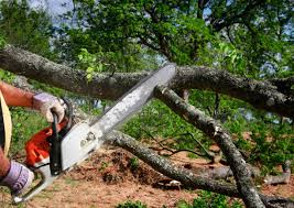 Best Root Management and Removal  in Park View, IA