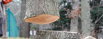 Best Arborist Consultation Services  in Park View, IA