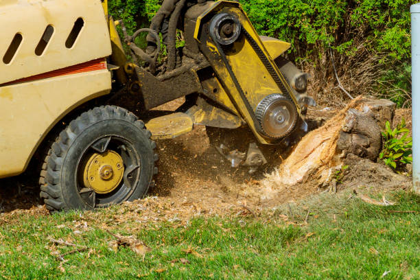 Best Lawn Watering Services  in Park View, IA