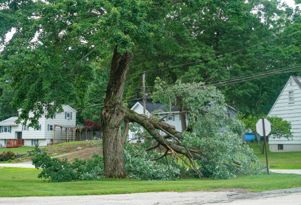 Best Commercial Tree Services  in Park View, IA