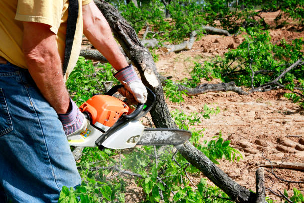 Best Fruit Tree Pruning  in Park View, IA