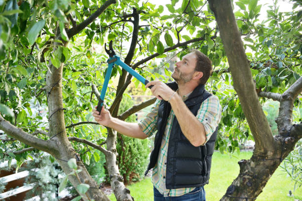 Best Tree and Shrub Care  in Park View, IA